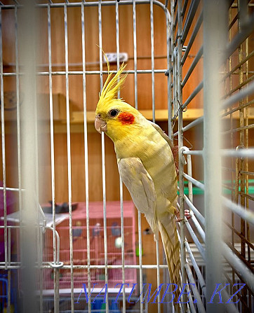 Parrot Corella in the pet store "LIVING WORLD" Almaty - photo 1