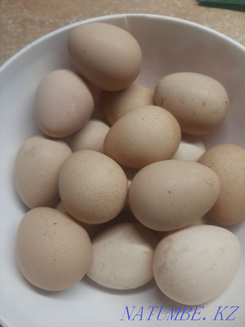 hatching eggs Мухаметжан Туймебаева - photo 2