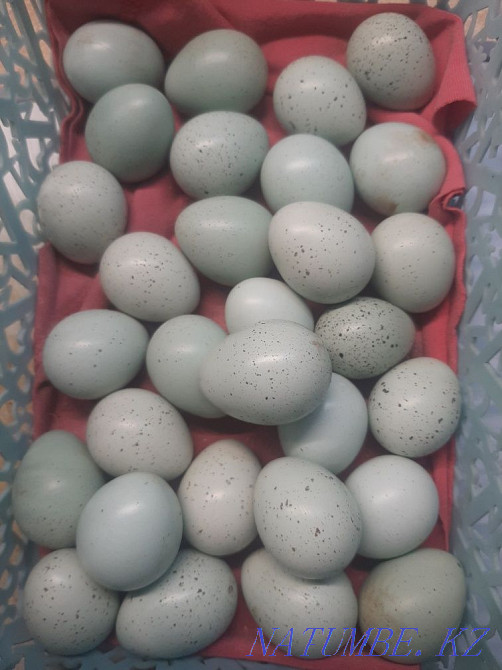 hatching eggs Мухаметжан Туймебаева - photo 1