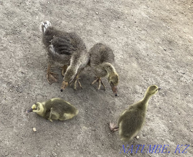 Selling Domestic Goslings (1 and 3 months) Semey - photo 1