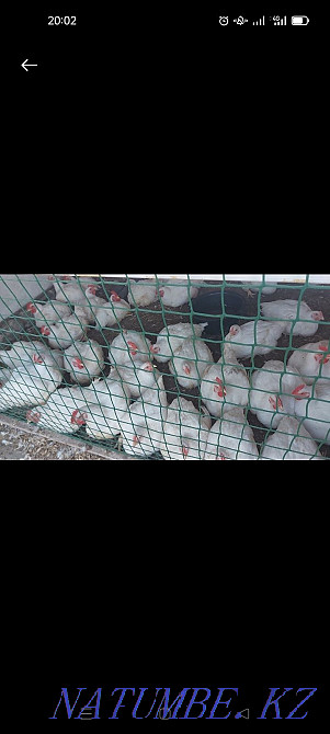 Broilers 50 days Kostanay - photo 1