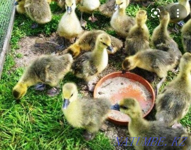 Domestic goslings 1500 tenge Semey - photo 1