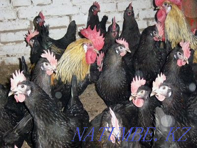 На лечения ритуалы черные белые красные цветные куры Алматы - изображение 1