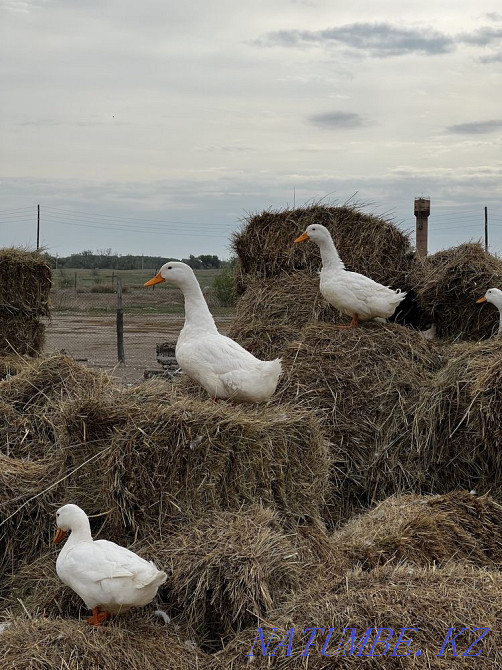 БЕСПЛАТНАЯ Доставка Пекинская Утята, утка, гусята, Гусь ЛИНДА Усть-Каменогорск - изображение 3