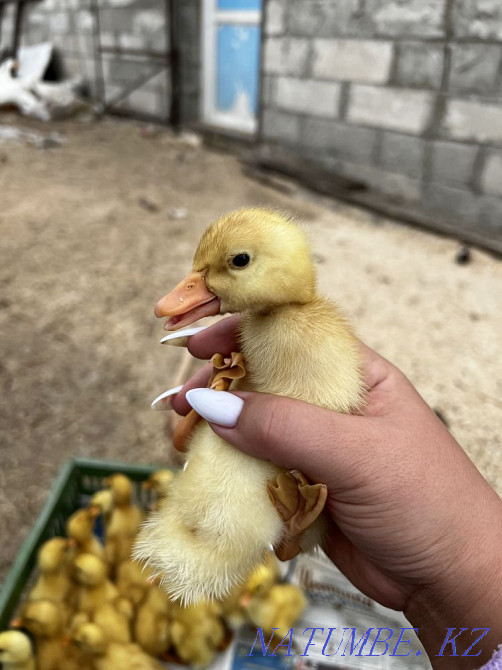 БЕСПЛАТНАЯ Доставка Пекинская Утята, утка, гусята, Гусь ЛИНДА Усть-Каменогорск - изображение 2