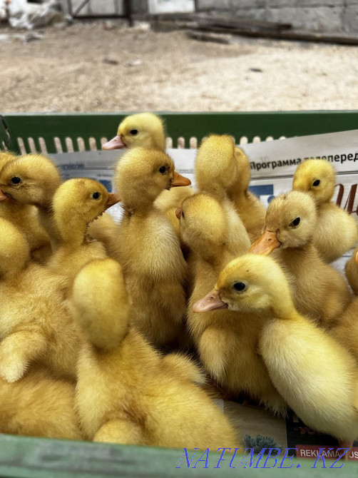 БЕСПЛАТНАЯ Доставка Пекинская Утята, утка, гусята, Гусь ЛИНДА Усть-Каменогорск - изображение 1