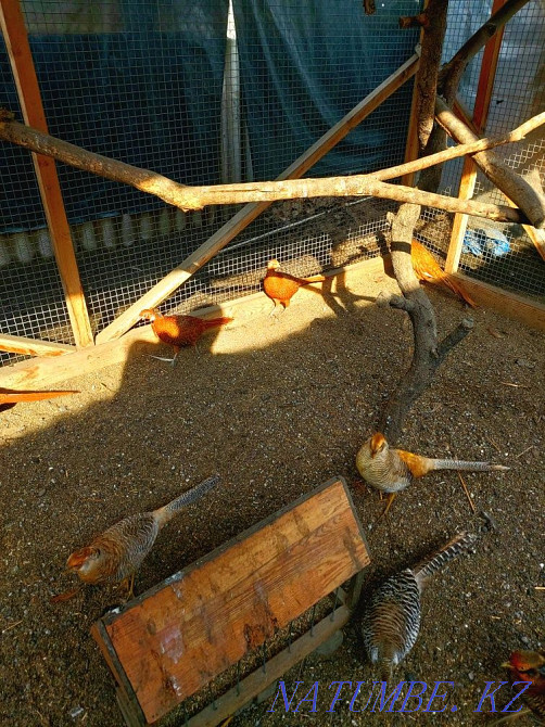 Продам коричневых фазанов! Алматы - изображение 2