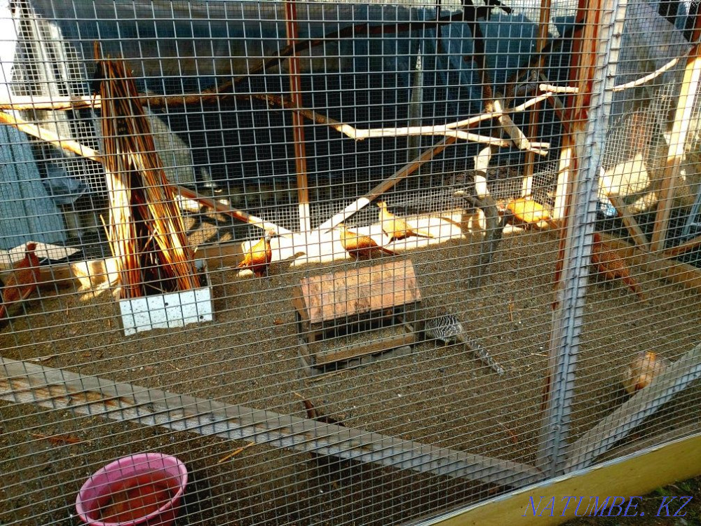 Продам коричневых фазанов! Алматы - изображение 1