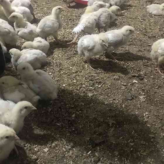 Продам бройлерных цыплят  Үштөбе