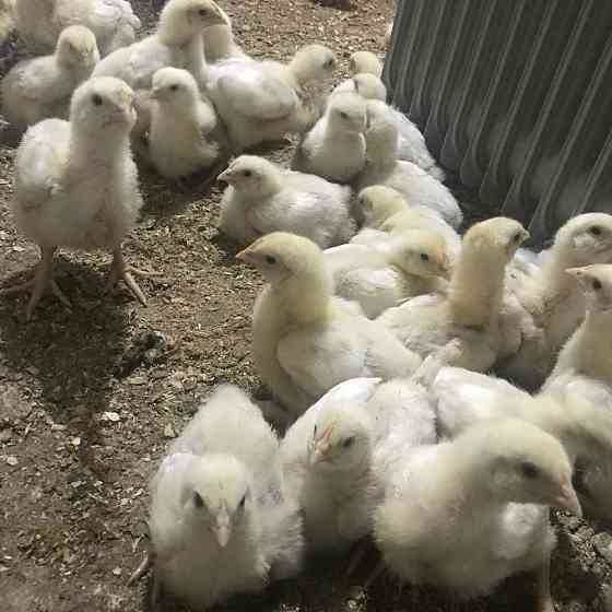 Продам бройлерных цыплят Уштобе