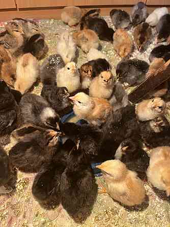 Продам домашних цыплят Костанай