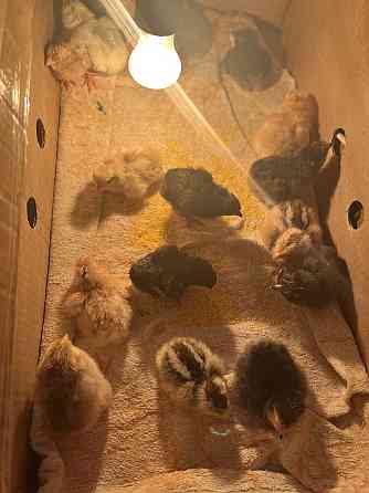 Продам домашних цыплят Костанай
