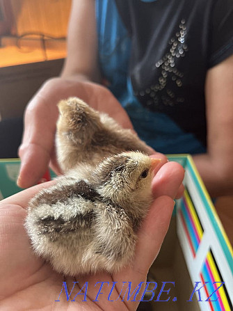 Продам домашних цыплят Костанай - изображение 1