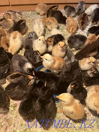 Продам домашних цыплят Костанай - изображение 6