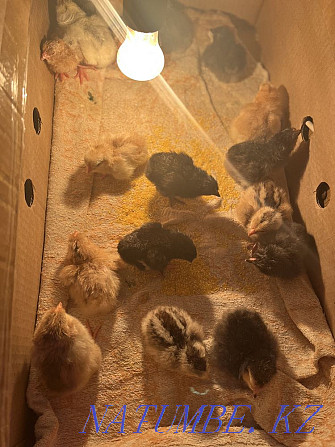 Продам домашних цыплят Костанай - изображение 5