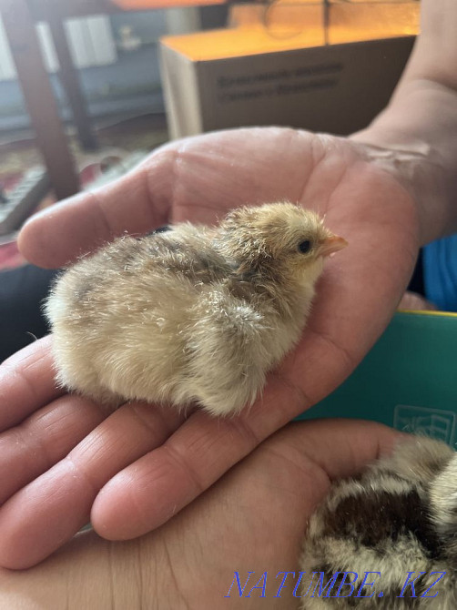 Продам домашних цыплят Костанай - изображение 2