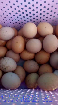 Laying hens Rhodonite Kostanay - photo 1