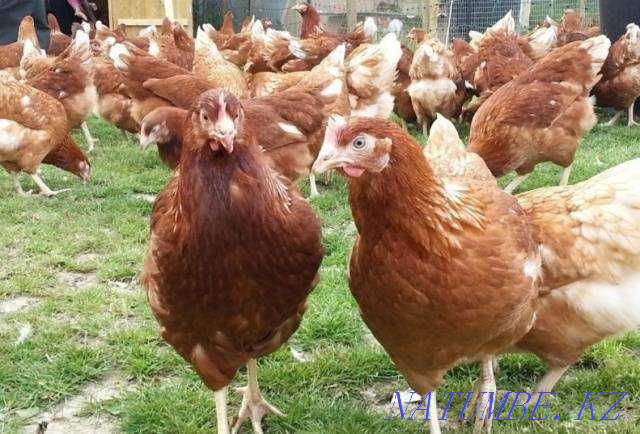 Laying hens Rhodonite Kostanay - photo 2