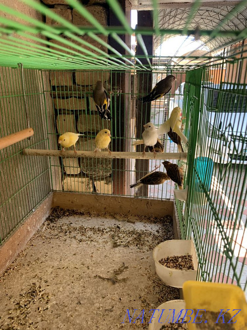 Канарейка Шымкент - изображение 4