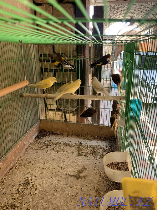 Канарейка Шымкент - изображение 2
