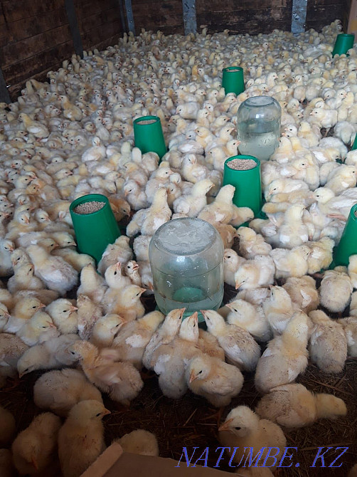Broiler chickens 10 days old Karagandy - photo 1