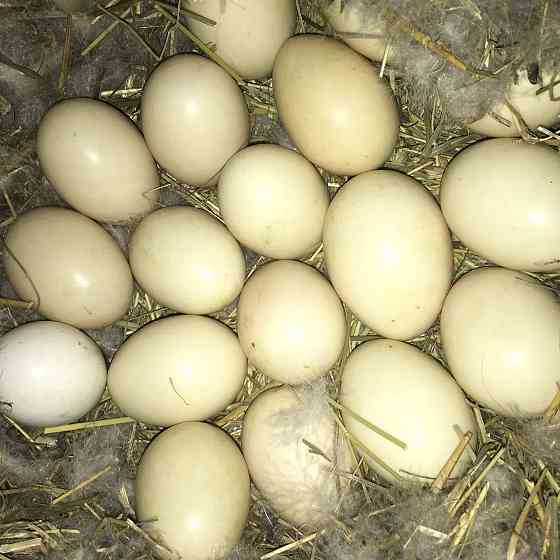 Инкубационные яйца индоутки Каргалы