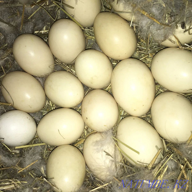 Incubation eggs of indochka Каргалы - photo 1