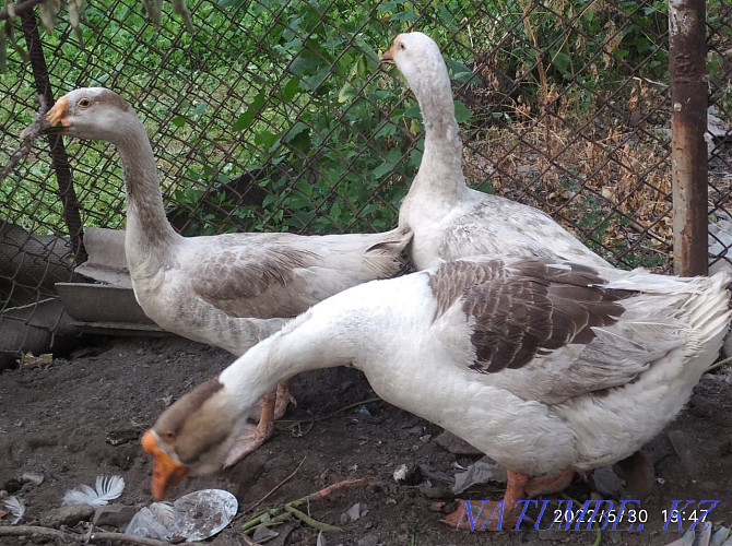 Geese are good, Breed Linda  - photo 1