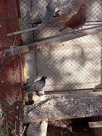 Кептер голуби. . Turkestan