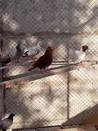 Кептер голуби. . Туркестан