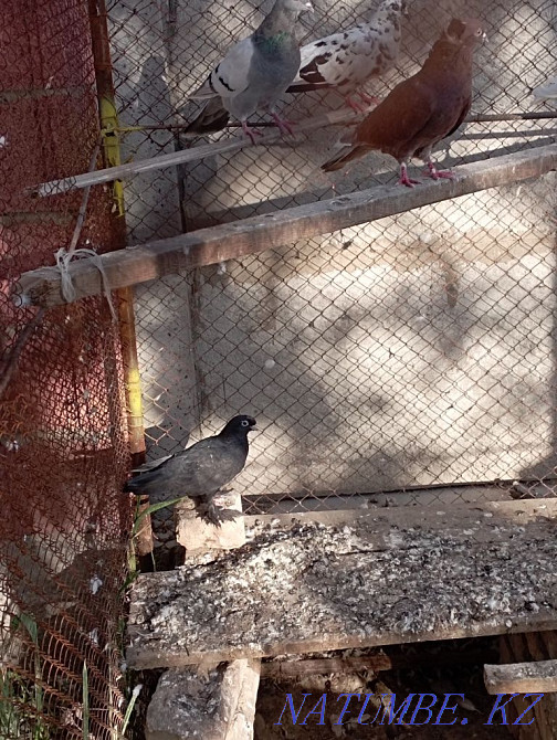 Kepter pigeons. . Turkestan - photo 1