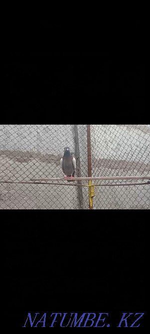 Kepter pigeons. . Turkestan - photo 6