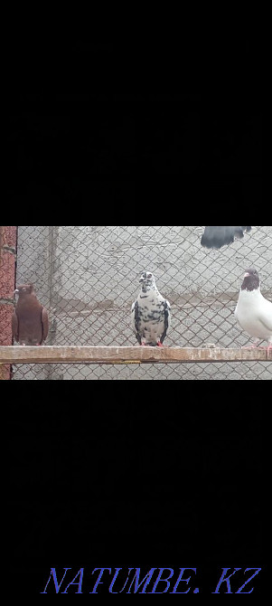 Kepter pigeons. . Turkestan - photo 3