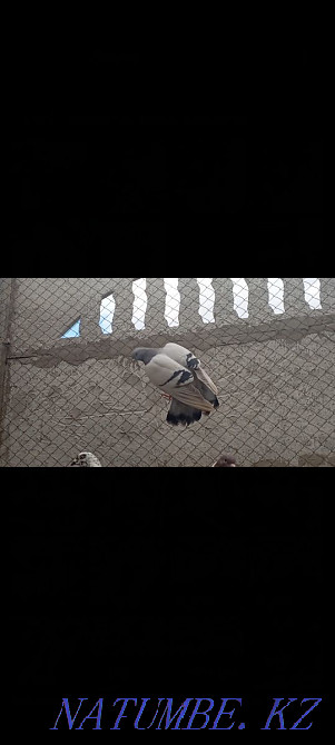 Kepter pigeons. . Turkestan - photo 7
