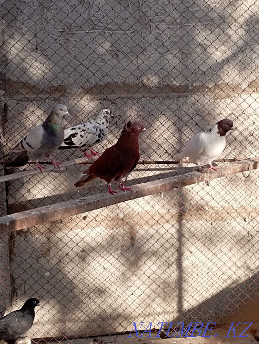 Kepter pigeons. . Turkestan - photo 2