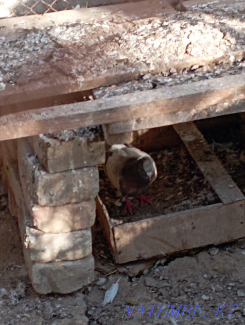 Kepter pigeons. . Turkestan - photo 5