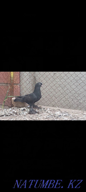 Kepter pigeons. . Turkestan - photo 4