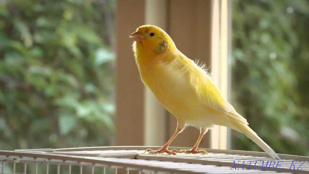 singing canaries Almaty - photo 1