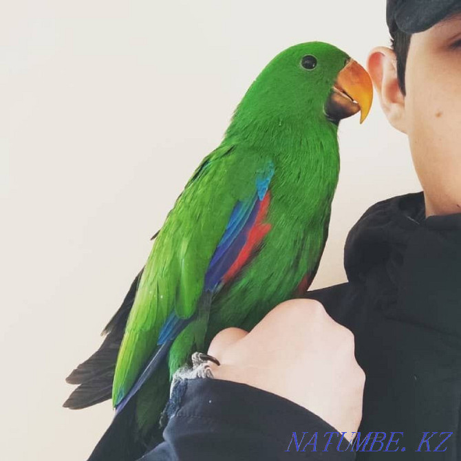 baby eclectus for sale Almaty - photo 2