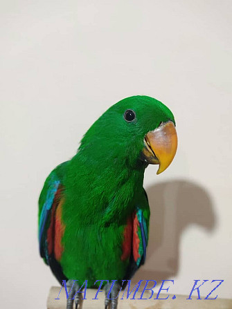 baby eclectus for sale Almaty - photo 1