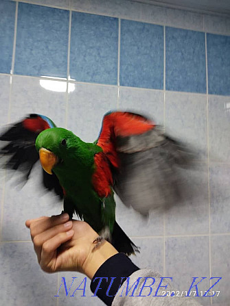 baby eclectus for sale Almaty - photo 3