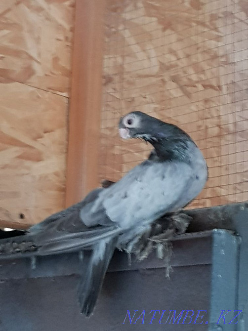 Продам лысого челкаря! Алматы - изображение 2