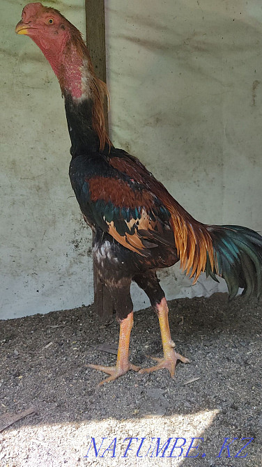 Дакан бойцовый июньский Алматы - изображение 1