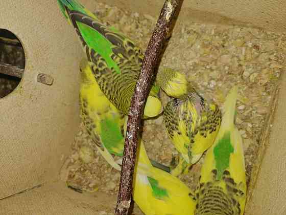 Продам волнистых попугаев  Ақтөбе 