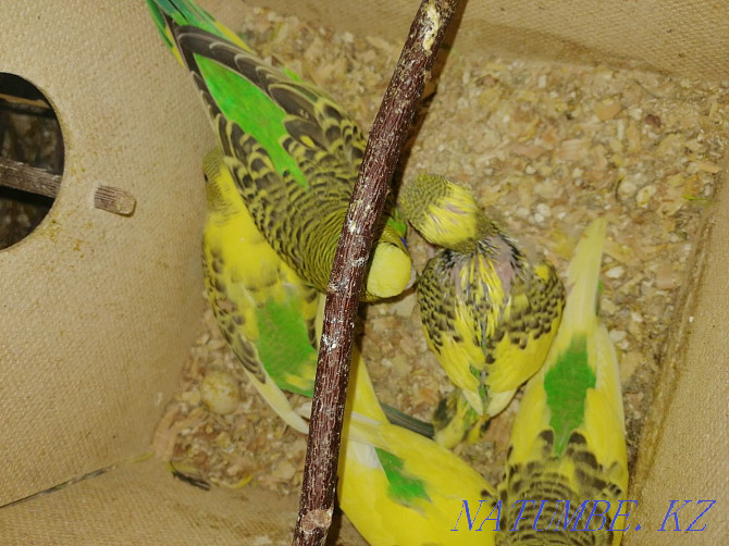 Толқынды попугаялар сатылады  Ақтөбе  - изображение 3