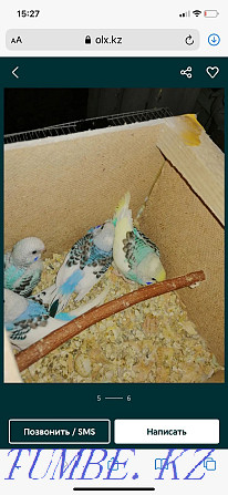 Толқынды попугаялар сатылады  Ақтөбе  - изображение 6