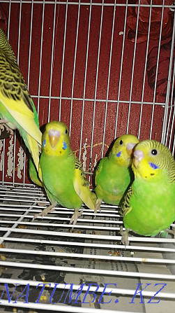 Толқынды попугаялар сатылады  Ақтөбе  - изображение 5