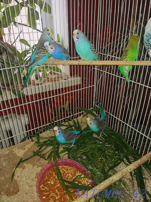 Продам волнистых попугаев Актобе - изображение 1
