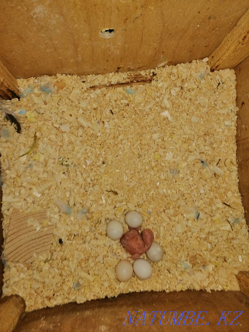 Продам волнистых попугаев Актобе - изображение 2