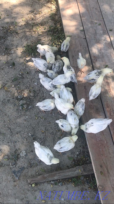 Адлер балапандары Кульсары - изображение 1